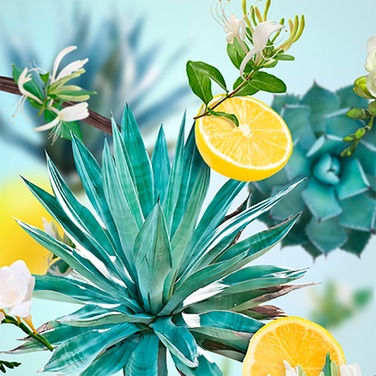 Картридж для дифузора для автівки Maison Berger Paris з ароматом AGAVES GARDEN, 2 шт.