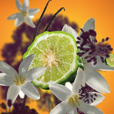 Дифузор для автівки Maison Berger Paris з ароматом BLACK ANGELICA