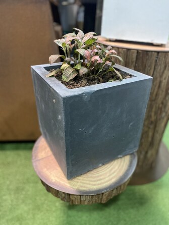 Вазон з бетону для рослин 28 х 28 х 28 см GRILLI