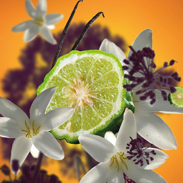 Дифузор Maison Berger Paris DUALITY з ароматом BLACK ANGELICA, 180 мл