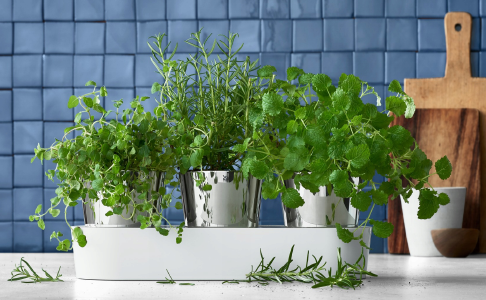 Горщики для рослин