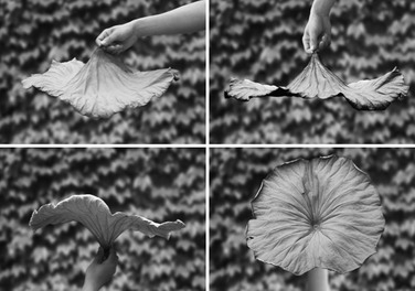 Блюдо 44,8х6,3х41 см белое Lotus leaf Alessi