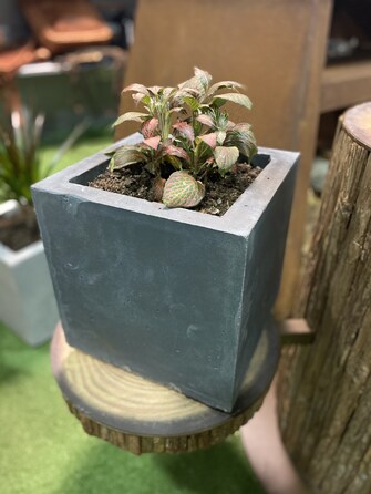 Вазон з бетону для рослин 28 х 28 х 28 см GRILLI