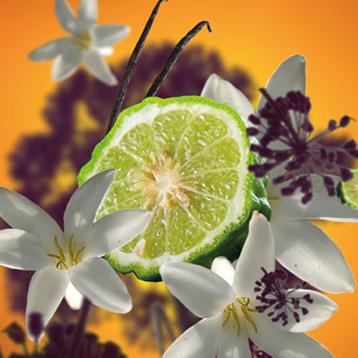 Диффузор Maison Berger Paris ICE CUBE с ароматом BLACK ANGELICA, 125 мл